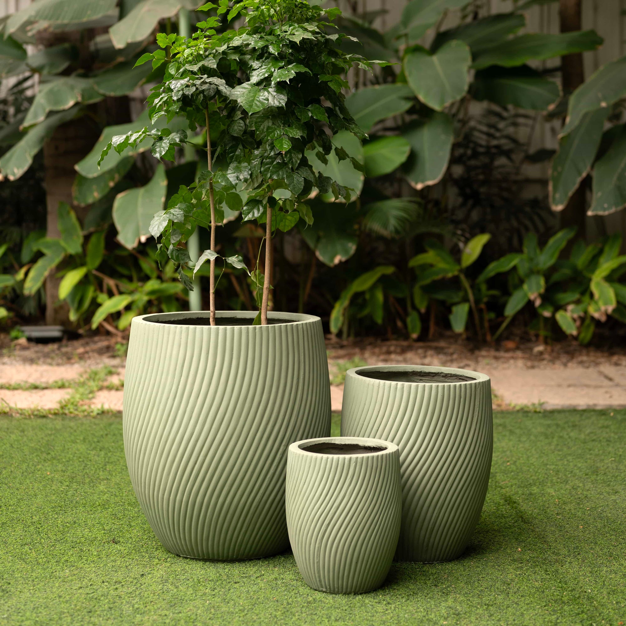 Matcha