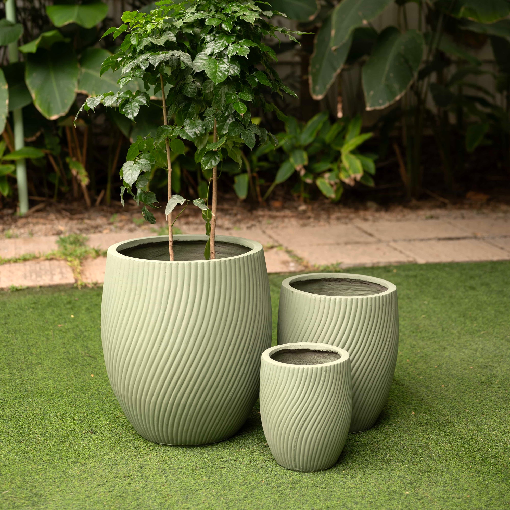 Matcha