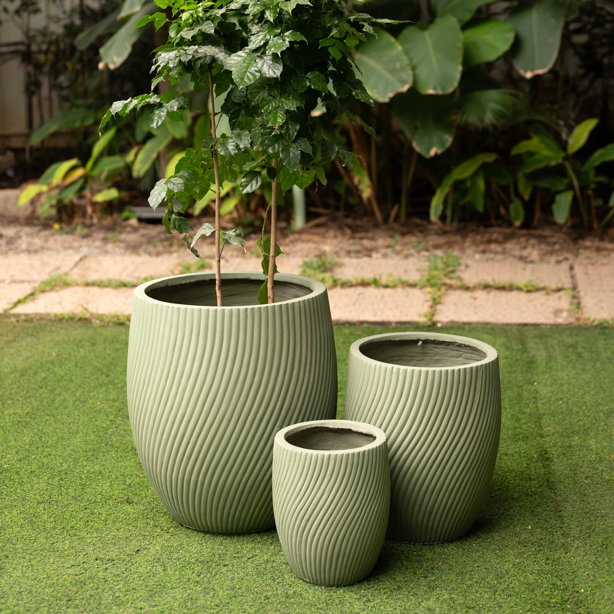 Matcha