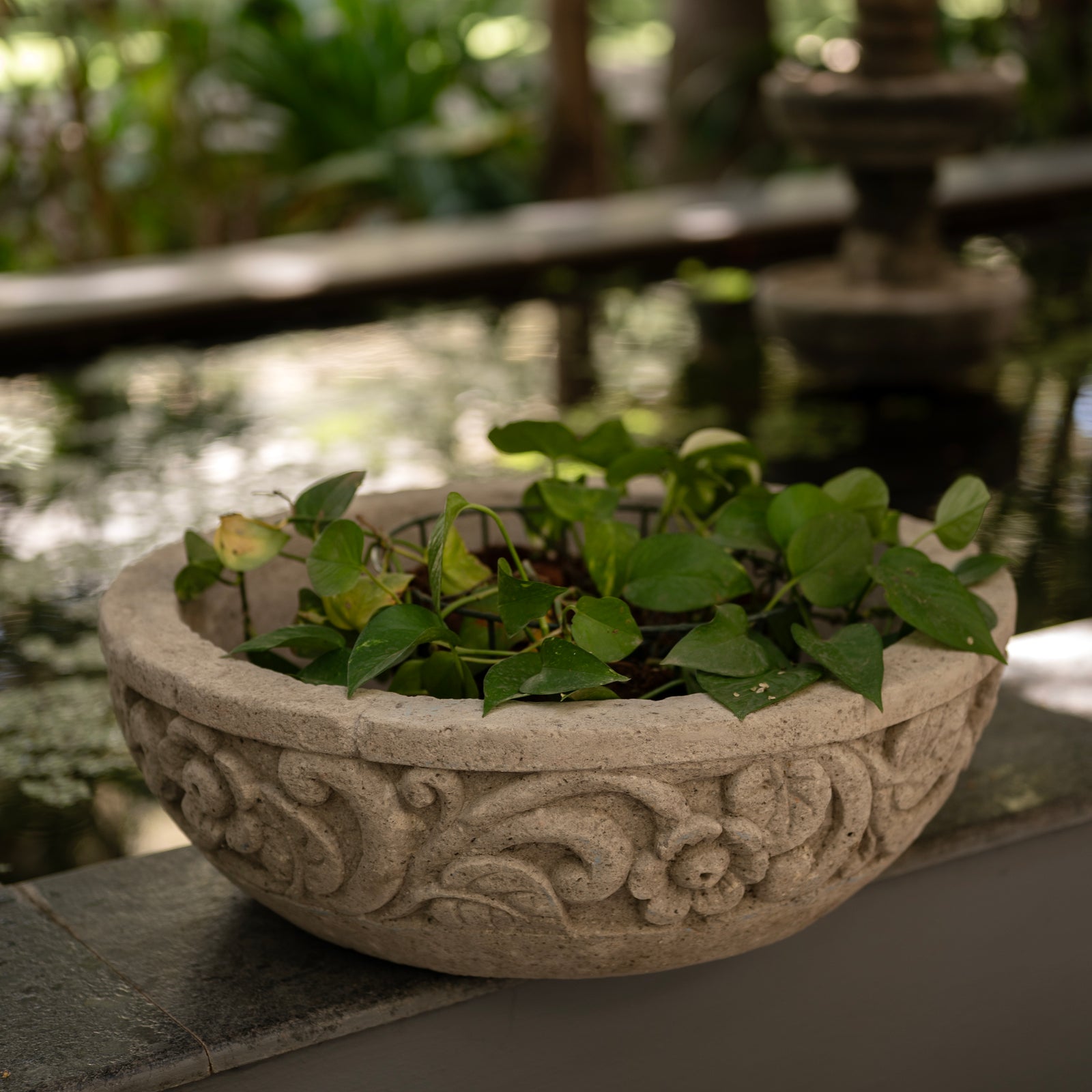 Basin Bloom