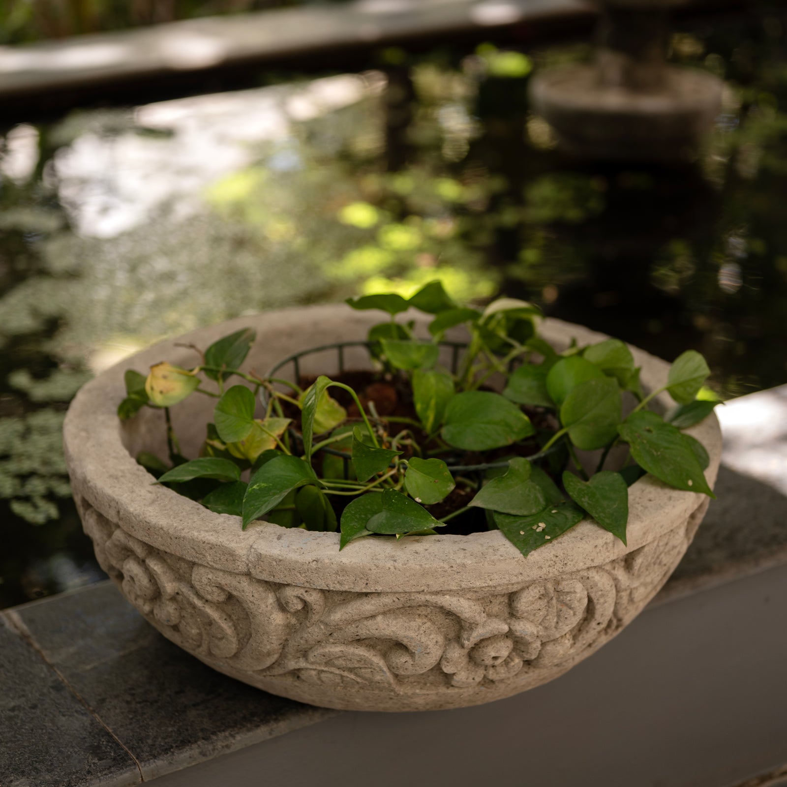 Basin Bloom