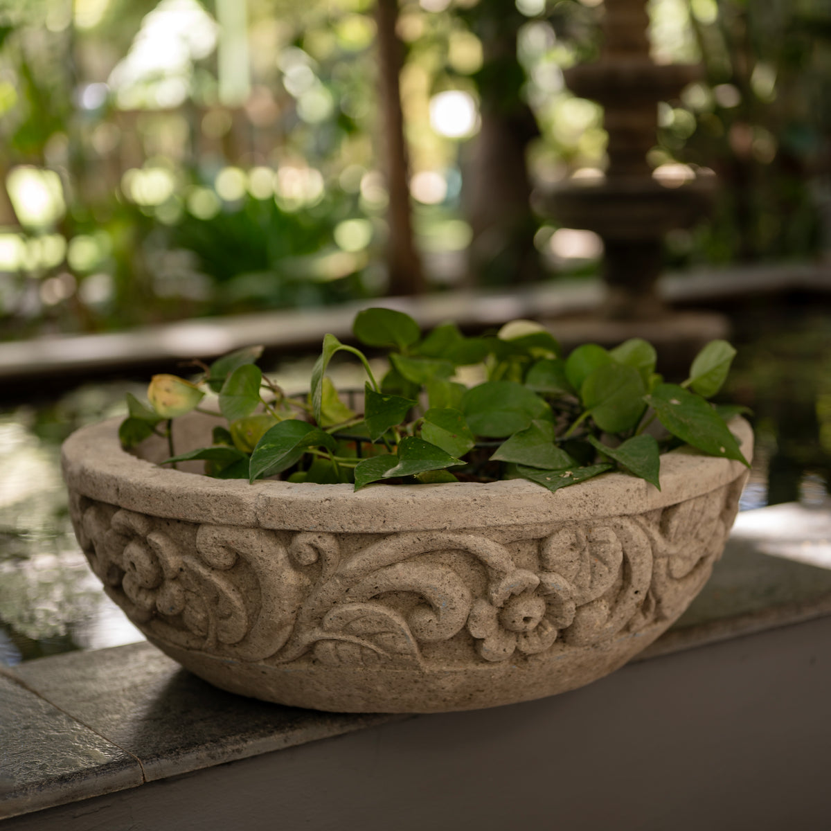 Basin Bloom
