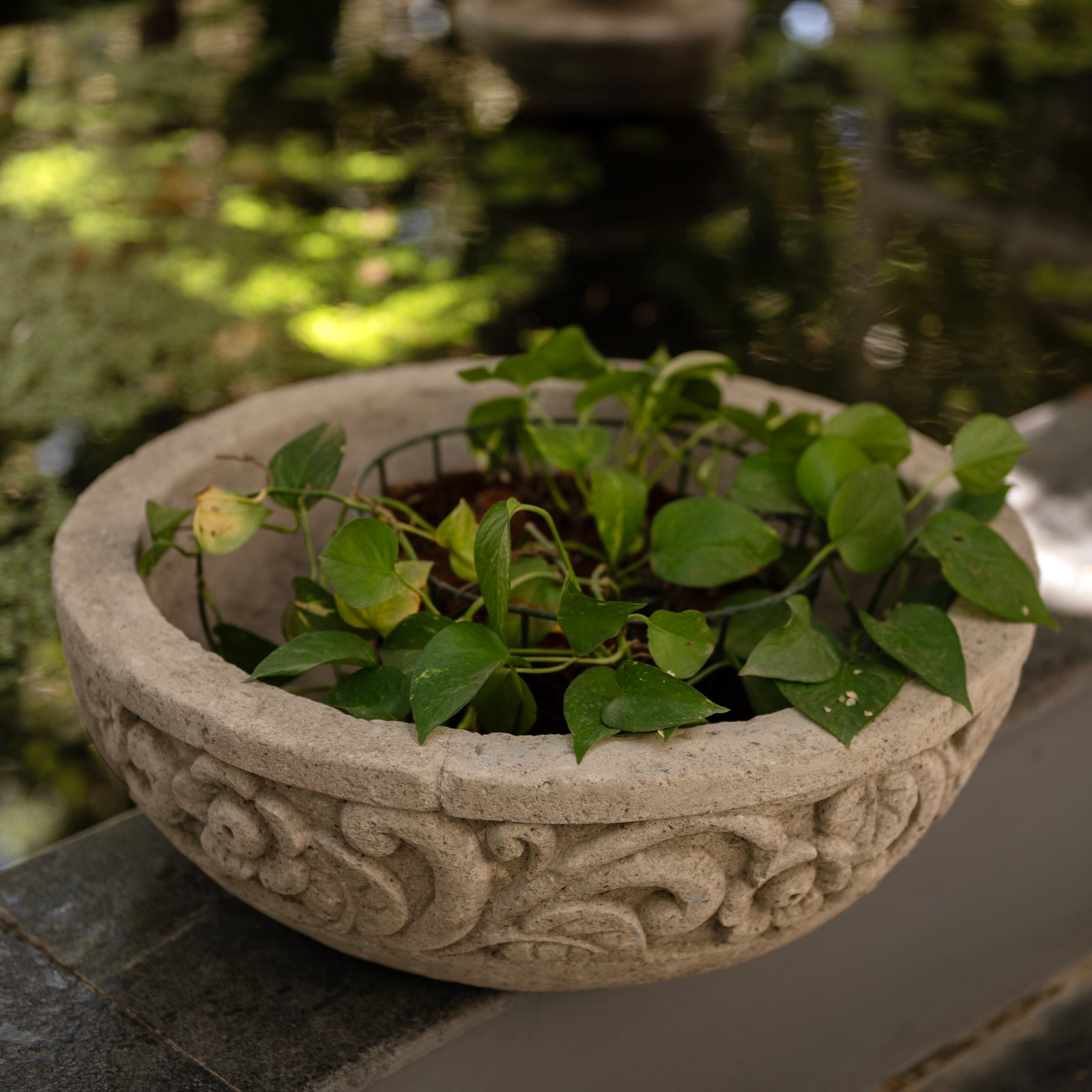 Basin Bloom